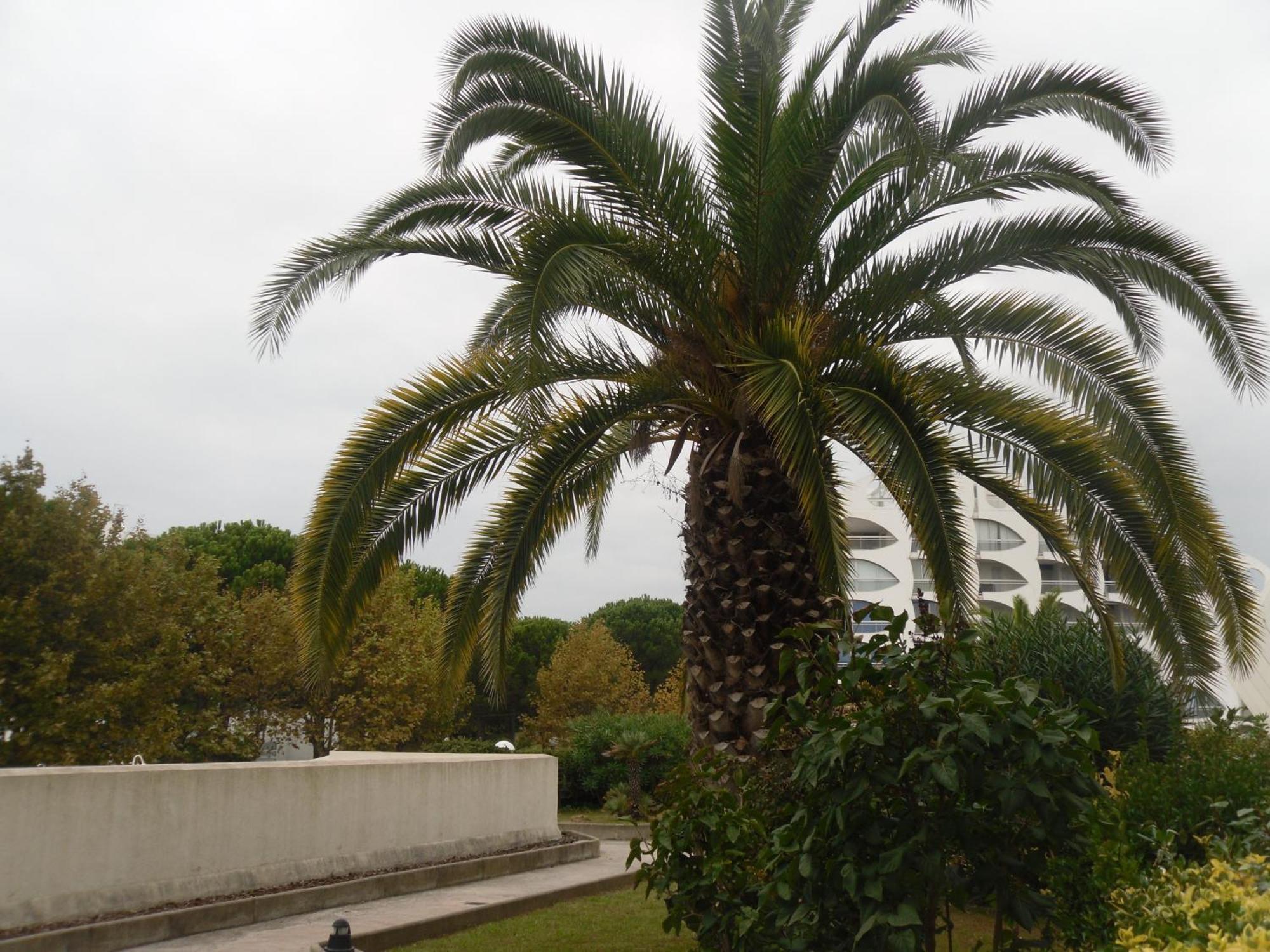 Vittoria Immobilier 9 -Reglement Sur Place - Cheques Vacances Acceptes La Grande-Motte Buitenkant foto